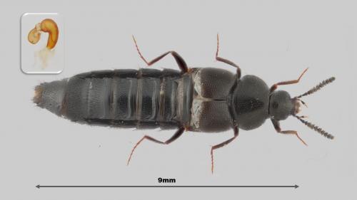 Réf. 257 909 : Aleochara lata